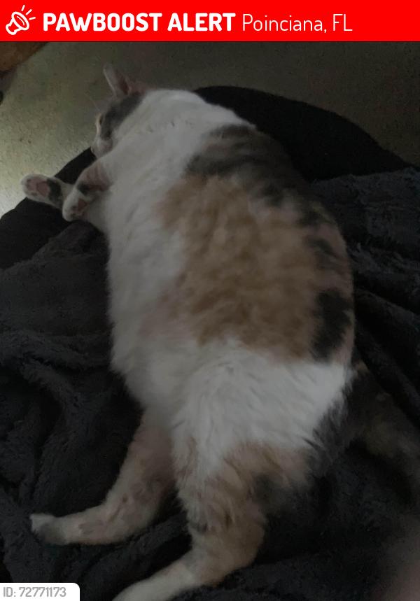 Lost Female Cat last seen Green Ct, Poinciana, FL 34759