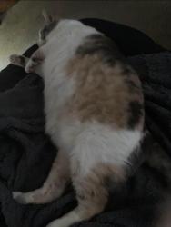 Lost Female Cat last seen Green Ct, Poinciana, FL 34759