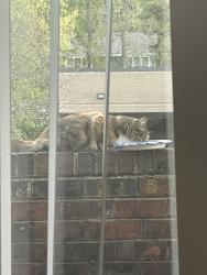 Found/Stray Unknown Cat last seen Starling and Fargo, Tuckahoe, VA 23229