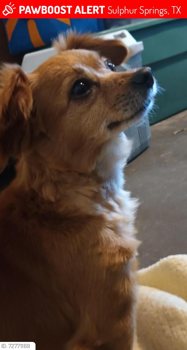 Lost Female Dog last seen Near Roger's st , Sulphur Springs, TX 75482