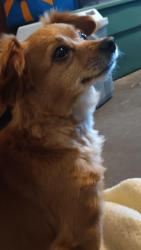 Lost Female Dog last seen Near Roger's st , Sulphur Springs, TX 75482