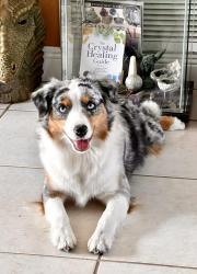 Lost Female Dog last seen Jackson South hosp, Palmetto Estates, FL 33157