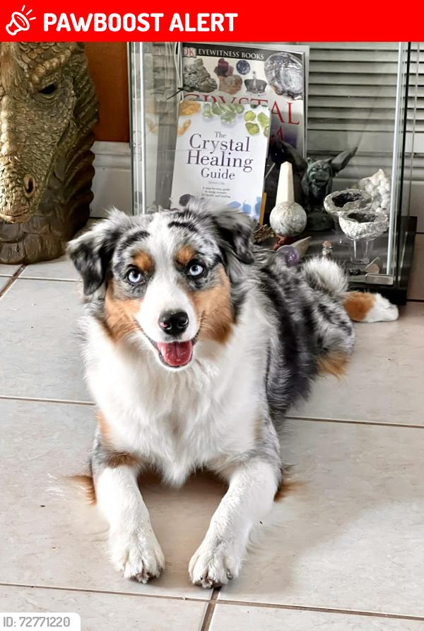 Lost Female Dog last seen Jackson South hosp, Palmetto Estates, FL 33157