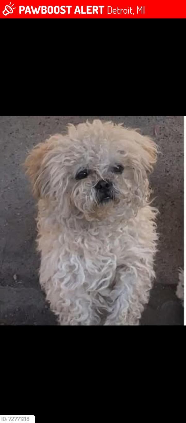 Lost Male Dog last seen Junction St , Detroit, MI 48209