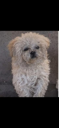 Lost Male Dog last seen Junction St , Detroit, MI 48209