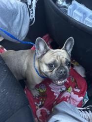 Found/Stray Female Dog last seen North Las Vegas , North Las Vegas, NV 89030