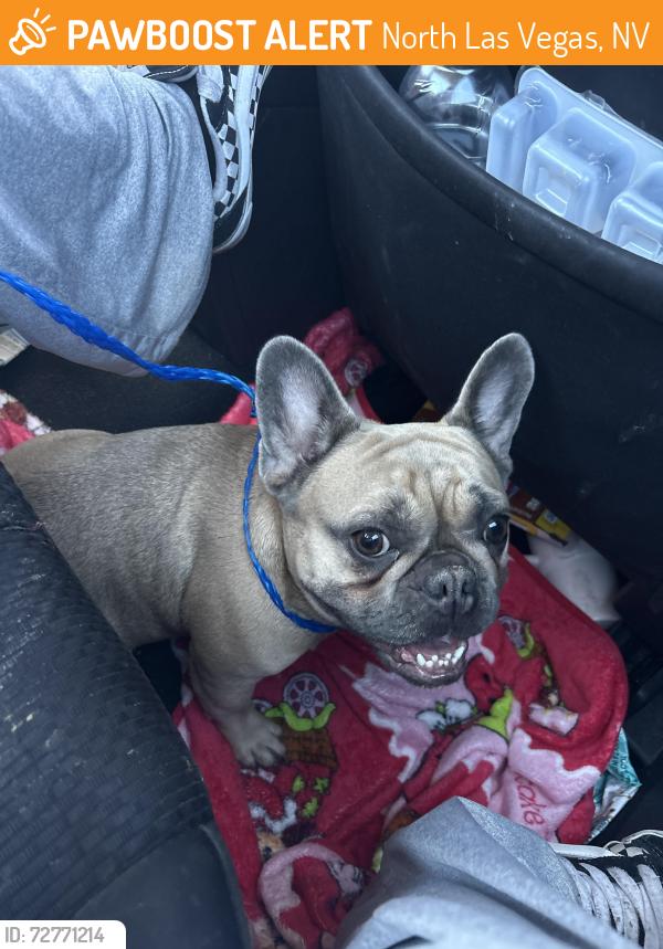 Found/Stray Female Dog last seen North Las Vegas , North Las Vegas, NV 89030