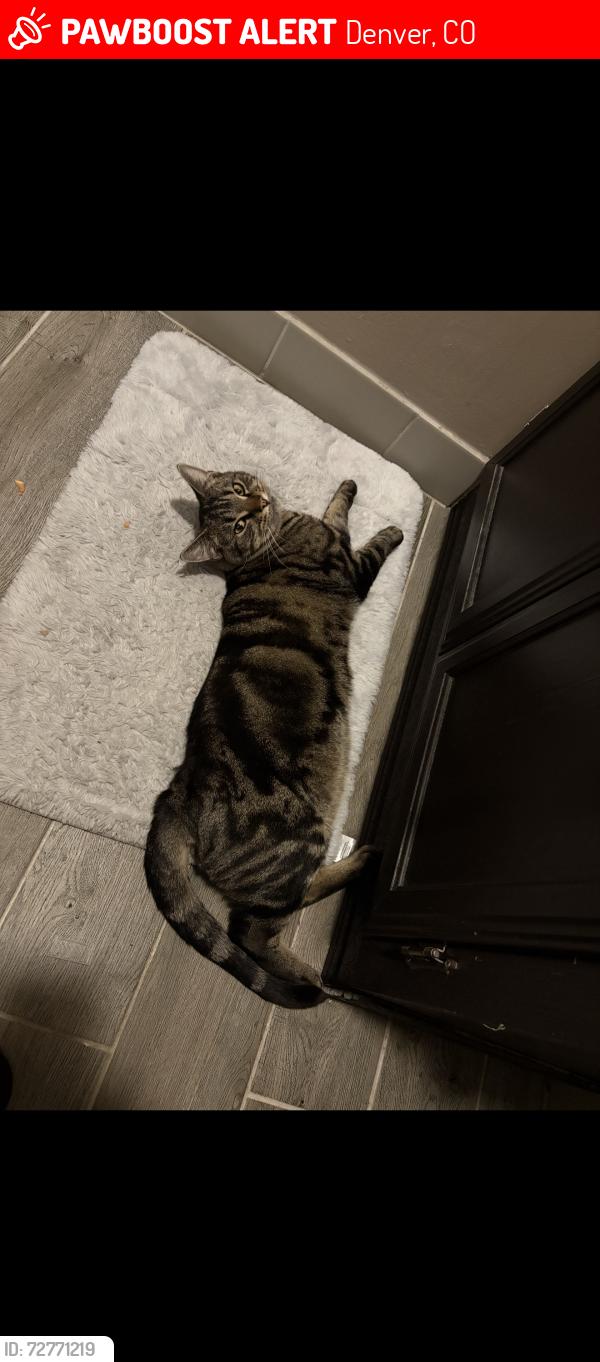 Lost Male Cat last seen 72th and Ruth , Denver, CO 80221