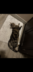 Lost Male Cat last seen 72th and Ruth , Denver, CO 80221