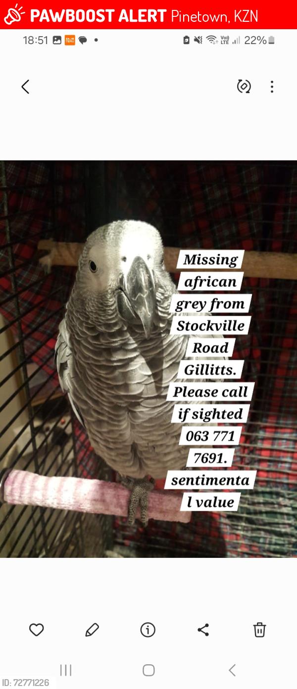 Lost Male Bird last seen Stockville Road , Pinetown, KZN 3603