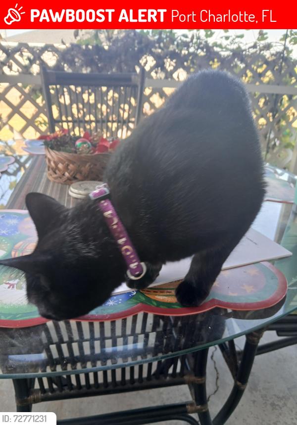 Lost Female Cat last seen David, Port Charlotte, FL 33981