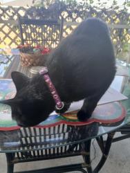 Lost Female Cat last seen David, Port Charlotte, FL 33981