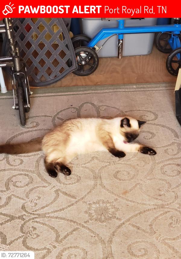 Lost Male Cat last seen Guthrie Highway, Port Royal Rd, TN 37010