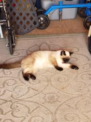 Lost Male Cat last seen Guthrie Highway, Port Royal Rd, TN 37010