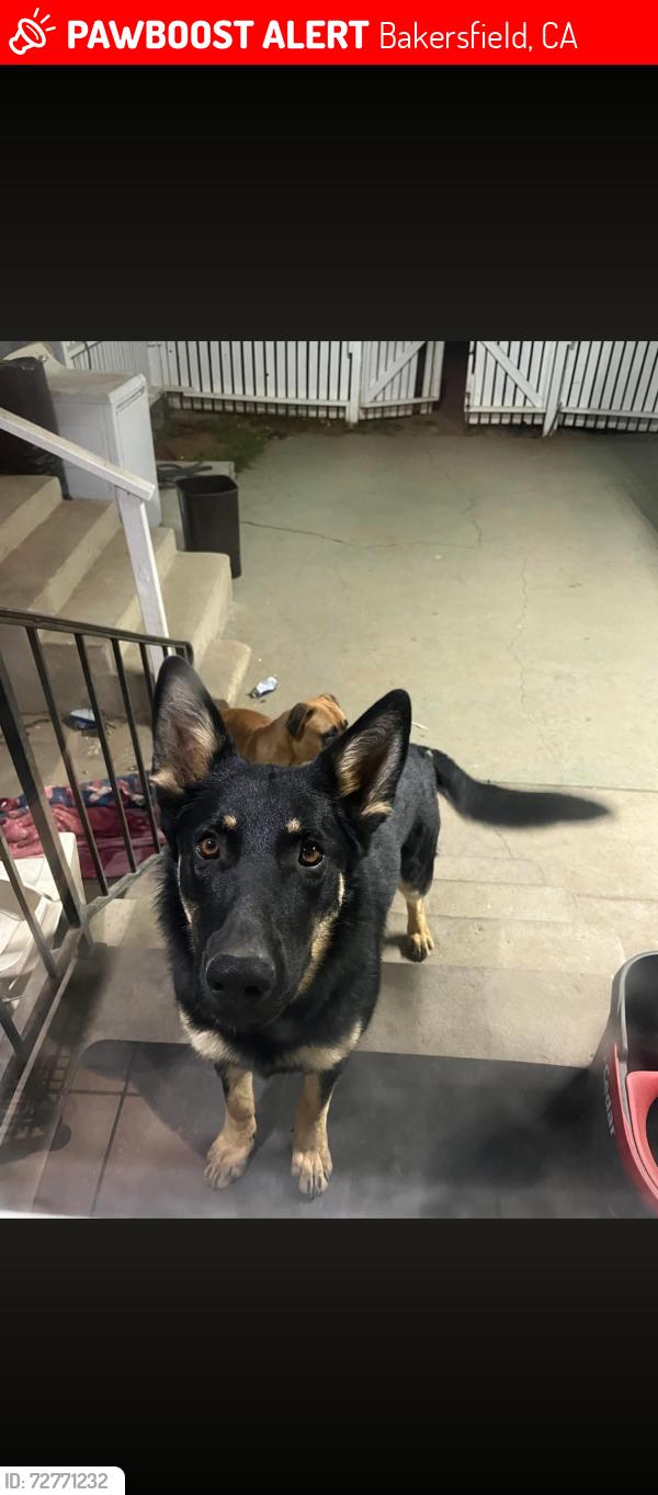 Lost Male Dog last seen Sterling Rd and Lake St, Bakersfield, CA 93307