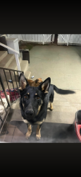 Lost Male Dog last seen Sterling Rd and Lake St, Bakersfield, CA 93307