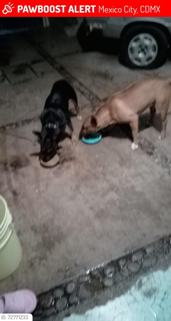 Lost Female Dog last seen Rio duero /misisipi y rio Missouri , Mexico City, CDMX 09858