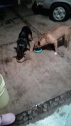 Lost Female Dog last seen Rio duero /misisipi y rio Missouri , Mexico City, CDMX 09858