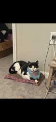 Lost Female Cat last seen Redlands Blvd, Loma Linda, CA 92354