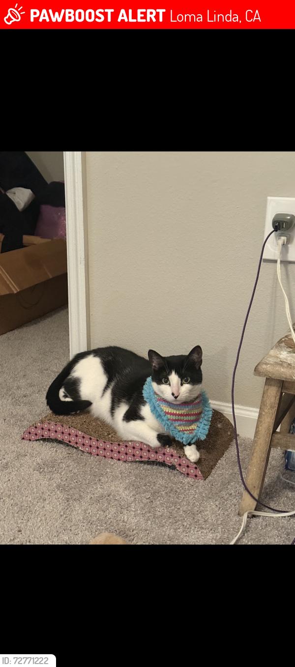 Lost Female Cat last seen Redlands Blvd, Loma Linda, CA 92354