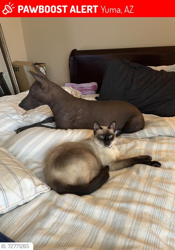 Lost Female Cat last seen Las barrancas golf course, Yuma, AZ 85367