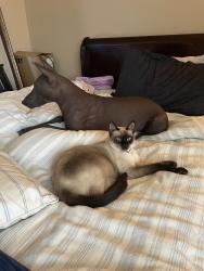 Lost Female Cat last seen Las barrancas golf course, Yuma, AZ 85367