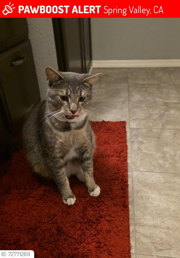 Lost Male Cat last seen Dictionary hill , Spring Valley, CA 91977
