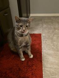 Lost Male Cat last seen Dictionary hill , Spring Valley, CA 91977