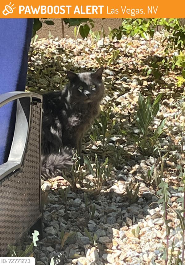 Found/Stray Unknown Cat last seen fort apache and serene, Las Vegas, NV 89178