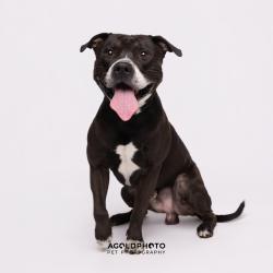 Shelter Stray Male Dog last seen , Tampa, FL 33607