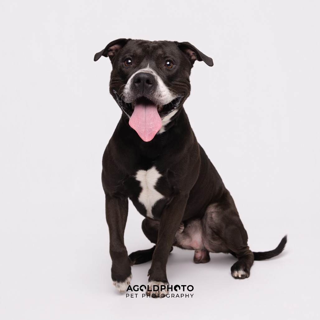 Shelter Stray Male Dog last seen , 3607 N Armenia Ave, Tampa, FL 33607, USA