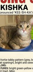 Lost Female Cat last seen Clay  and barker cypress, Houston, TX 77084