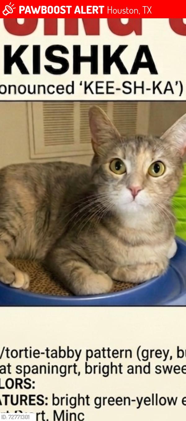 Lost Female Cat last seen Clay  and barker cypress, Houston, TX 77084