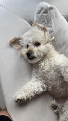 Lost Male Dog last seen Addison and van nuys blvd , Los Angeles, CA 91403