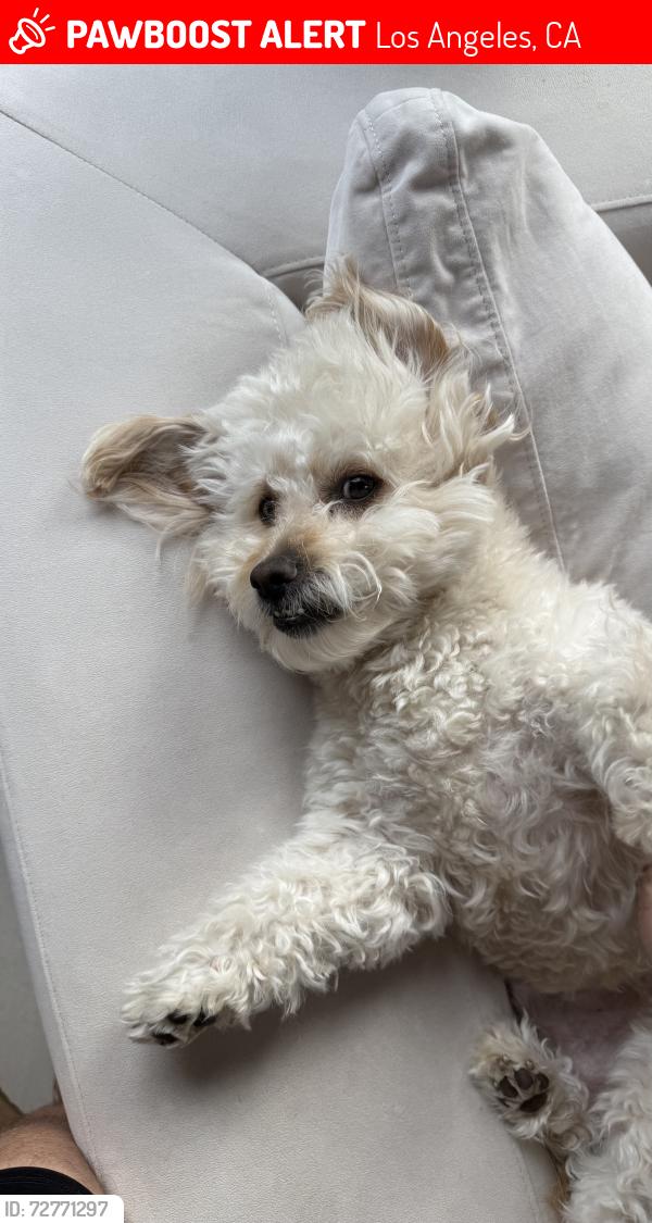 Lost Male Dog last seen Addison and van nuys blvd , Los Angeles, CA 91403