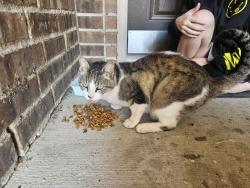 Found/Stray Female Cat last seen Thompson , Baytown, TX 77521