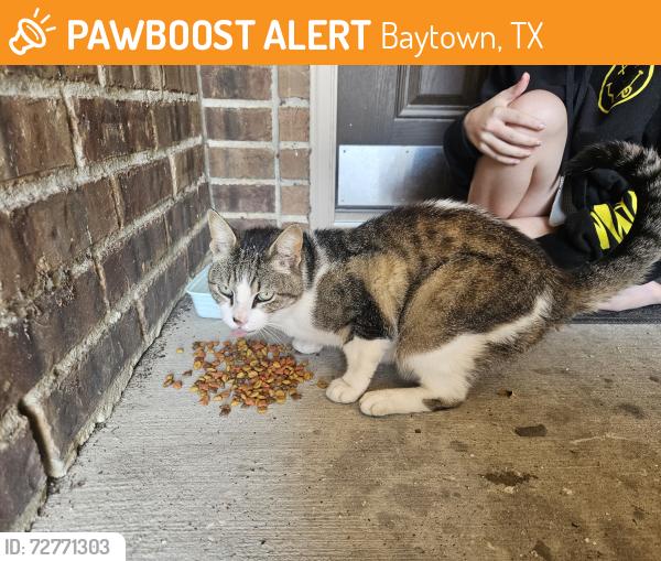 Found/Stray Female Cat last seen Thompson , Baytown, TX 77521