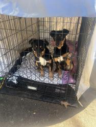 Lost Unknown Dog last seen On 620 Middlebury St, Goshen, IN 46528