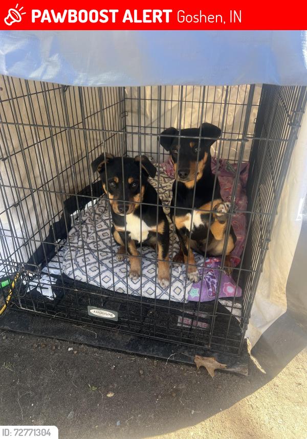 Lost Unknown Dog last seen On 620 Middlebury St, Goshen, IN 46528