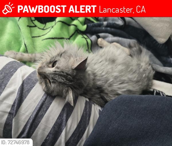 Lost Male Cat last seen Lancaster Blvd & 21st West; Ave J and 20th West, Lancaster, CA 93536