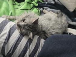 Lost Male Cat last seen Lancaster Blvd & 21st West; Ave J and 20th West, Lancaster, CA 93536