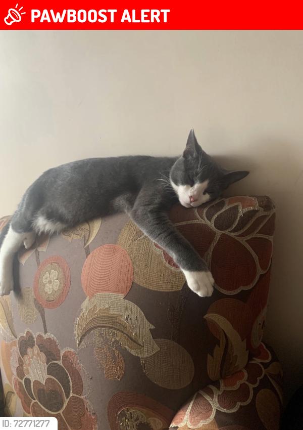 Lost Male Cat last seen Gleason ave Westchester , Westchester County, NY 10570