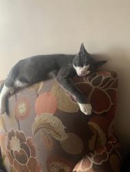 Lost Male Cat last seen Gleason ave Westchester , Westchester County, NY 10570