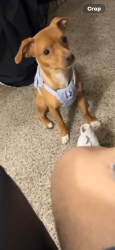 Lost Male Dog last seen Spencer and Tropicana , Paradise, NV 89119