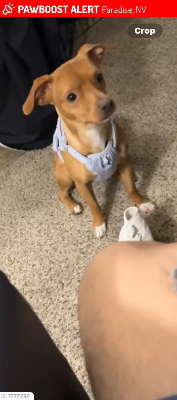 Lost Male Dog last seen Spencer and Tropicana , Paradise, NV 89119