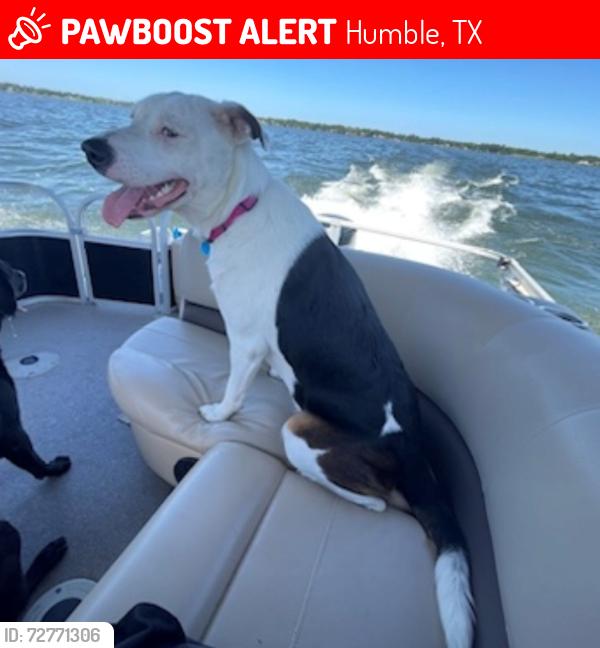 Lost Female Dog last seen Enchanted Mist , Humble, TX 77346
