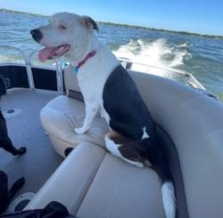 Lost Female Dog last seen Enchanted Mist , Humble, TX 77346