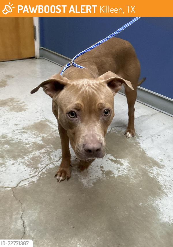 Found/Stray Female Dog last seen Near Thayer Drive een Texas , Killeen, TX 76549