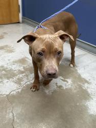 Found/Stray Female Dog last seen Near Thayer Drive een Texas , Killeen, TX 76549
