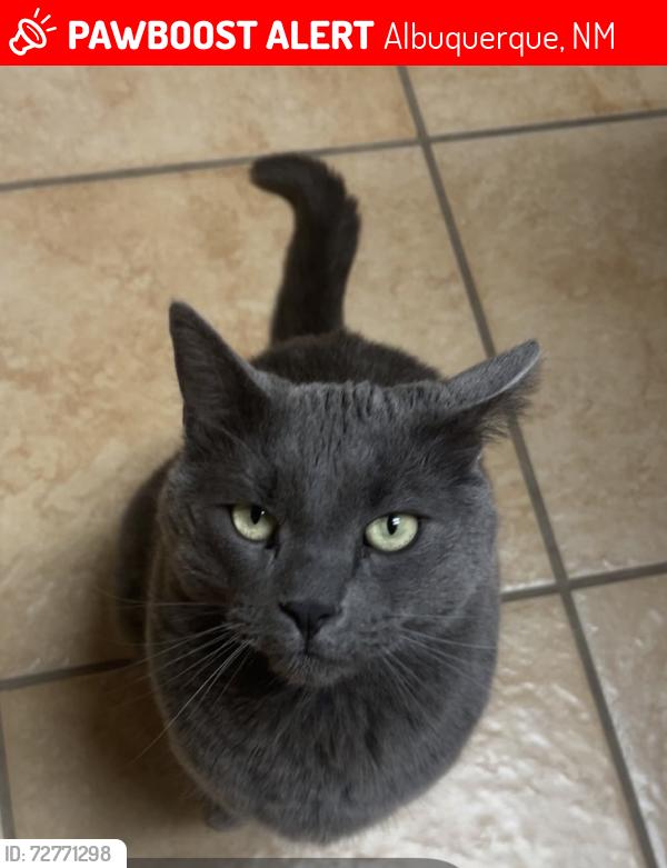 Lost Male Cat last seen watershed and sandwater, Albuquerque, NM 87120